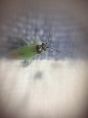 Cyrtorhinus