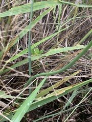 Tulbaghia leucantha