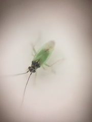 Cyrtorhinus