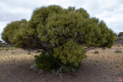 Acacia papyrocarpa