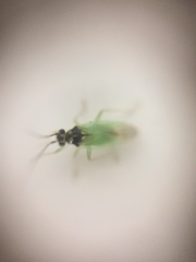 Cyrtorhinus