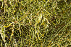 Acacia papyrocarpa