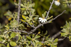 Scaevola bursariifolia