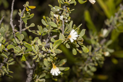 Scaevola bursariifolia