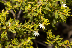 Scaevola bursariifolia
