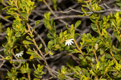 Scaevola bursariifolia