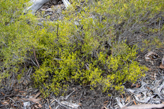Scaevola bursariifolia