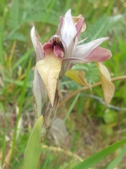 Serapias neglecta neglecta