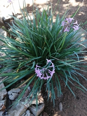 Tulbaghia violacea