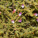 Eremophila parvifolia parvifolia - Photo (c) Tim Hammer,  זכויות יוצרים חלקיות (CC BY), הועלה על ידי Tim Hammer