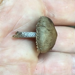 Lacrymaria asperospora