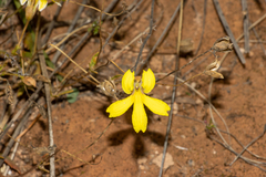 Goodenia arguta