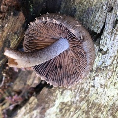 Lacrymaria asperospora