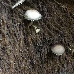 Lacrymaria asperospora