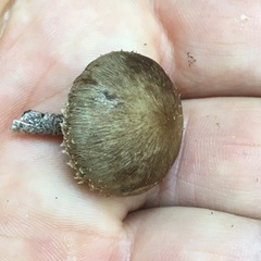 Lacrymaria asperospora