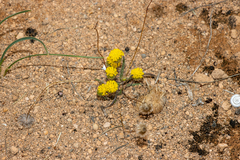 Asteridea athrixioides