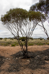 Eucalyptus calcareana
