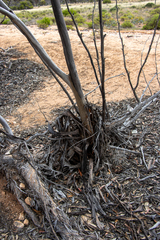 Eucalyptus calcareana