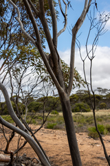 Eucalyptus calcareana