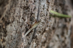Sceloporus gadoviae
