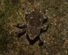 Poropterus bisignatus