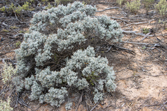 Cratystylis conocephala