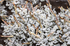 Cratystylis conocephala