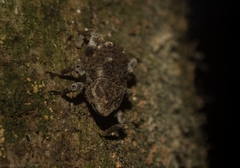 Poropterus bisignatus