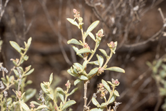 Atriplex vesicaria