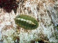 Chiton