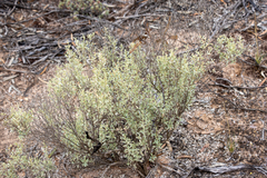 Atriplex vesicaria