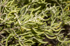 Chenopodium wilsonii