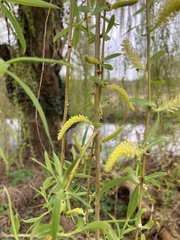 Salix × sepulcralis