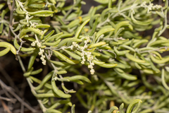 Chenopodium wilsonii