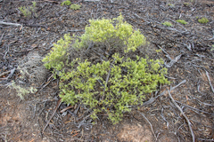 Chenopodium wilsonii