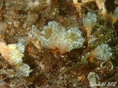 Aplidium turbinatum