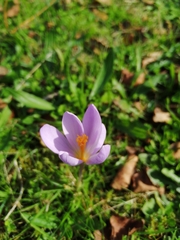 Crocus serotinus