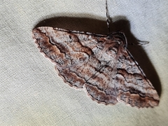 Gastrinodes bitaeniaria