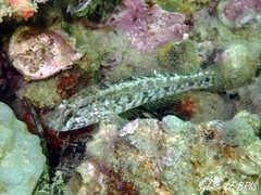 Gobius ophiocephalus