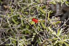 Chenopodium wilsonii