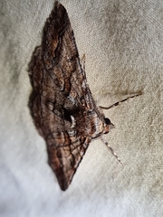 Gastrinodes bitaeniaria