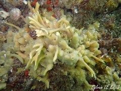 Halichondria bowerbanki