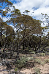 Melaleuca pauperiflora mutica