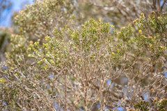 Melaleuca pauperiflora mutica