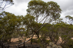Eucalyptus calcareana