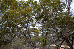 Eucalyptus calcareana