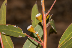 Eucalyptus calcareana