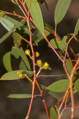Eucalyptus calcareana