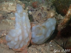 Phallusia mammillata