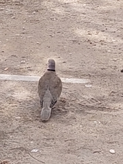 Streptopelia decaocto